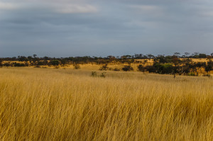 Landscape at Antelope Park