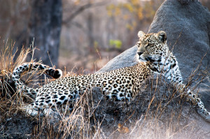 Karula the leopard