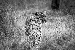 Karula the leopard