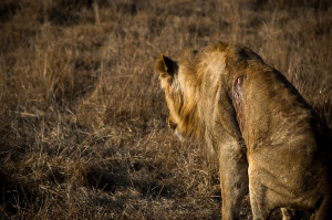 Injured male lion