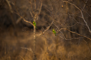 Little Bee-eaters