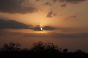 Afternoon sun at Sabi Sands