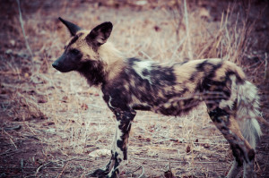 Wild dog pups!