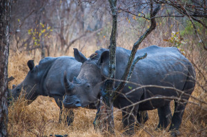 White Rhinoceros