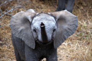 Baby oliphant!