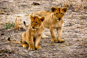 Two of the younger cubs from the Honeymoon Pride.