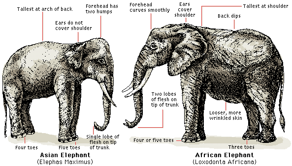 Elephant Comparison