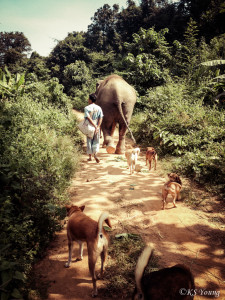 Morning walk at BLES with Lotus, her mahout, and the usual canine suspects.