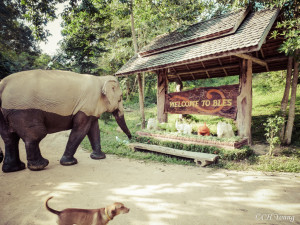 Welcome to Boon Lott's Elephant Sanctuary