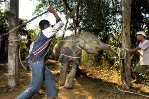 The brutal reality of phajaan. If you ride elephants in Asia this is what your money sanctions.