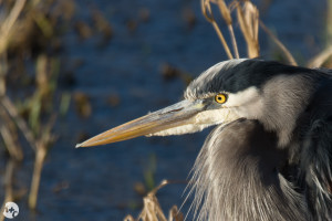 Great Blue Heron at Nisqually Wildlife Refuge