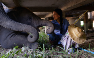 Sangduen "Lek" Chailert plays hide and seek with young male elephant Navaan under the viewing platform at Elephant Nature Park, Thailand. (David Ridgen ©2013) Sangduen "Lek" Chailert plays hide and seek with young male elephant Navaan under the viewing platform at Elephant Nature Park, Thailand. (David Ridgen ©2013)