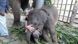 Elephant Nature Park in Chiang Mai. I am bonding with Navaan, 3 months old and 400 pounds of fun. (Photo courtesy Barb Hautanen.)