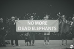 No More Dead Elephants - Remembering Watoto